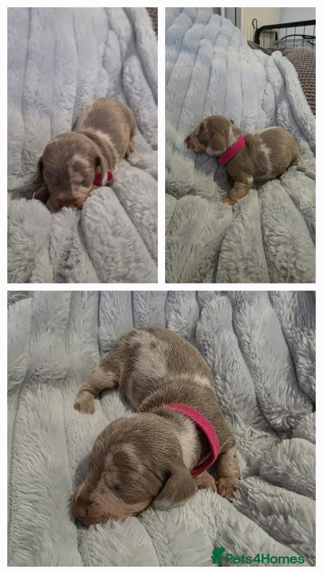 Miniature Dachshund dogs for sale: Miniture dachshund puppies available.  - Advert 5