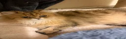 Persian cats for sale: Stunning Golden Shaded Persian Kitten🌟Teddy Bear - Advert 6