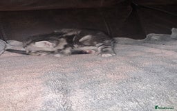 Mixed Breed cats for sale: 4 fluffy part Maine coon kittens  - Image 10