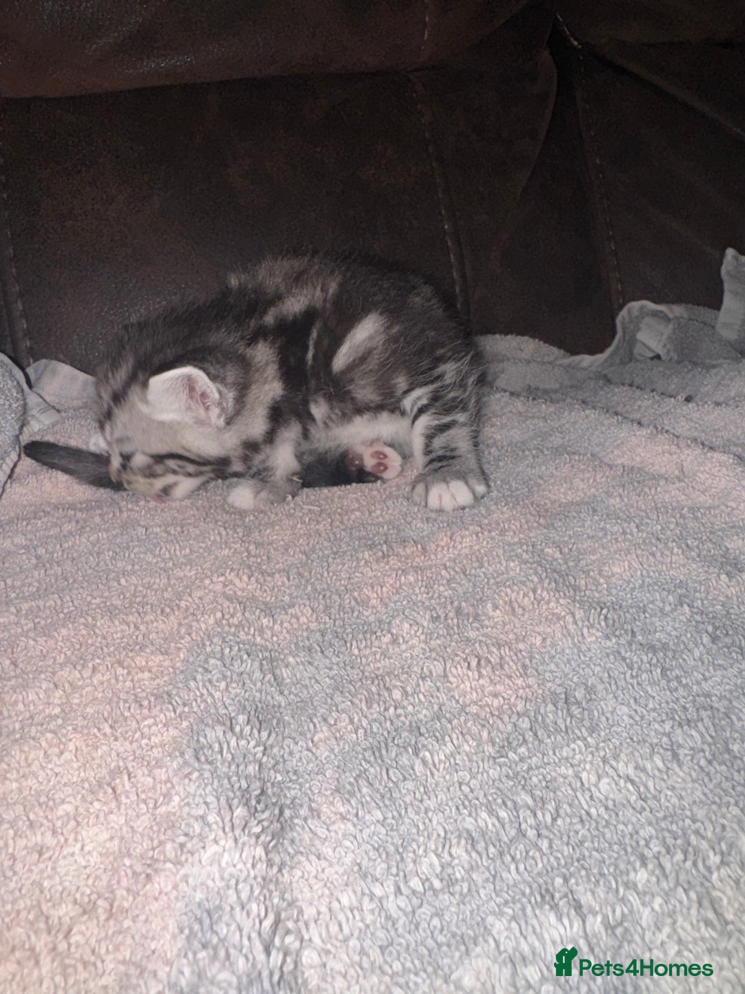 Mixed Breed cats for sale: 4 fluffy part Maine coon kittens  - Image 10