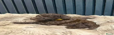 Yellow boy