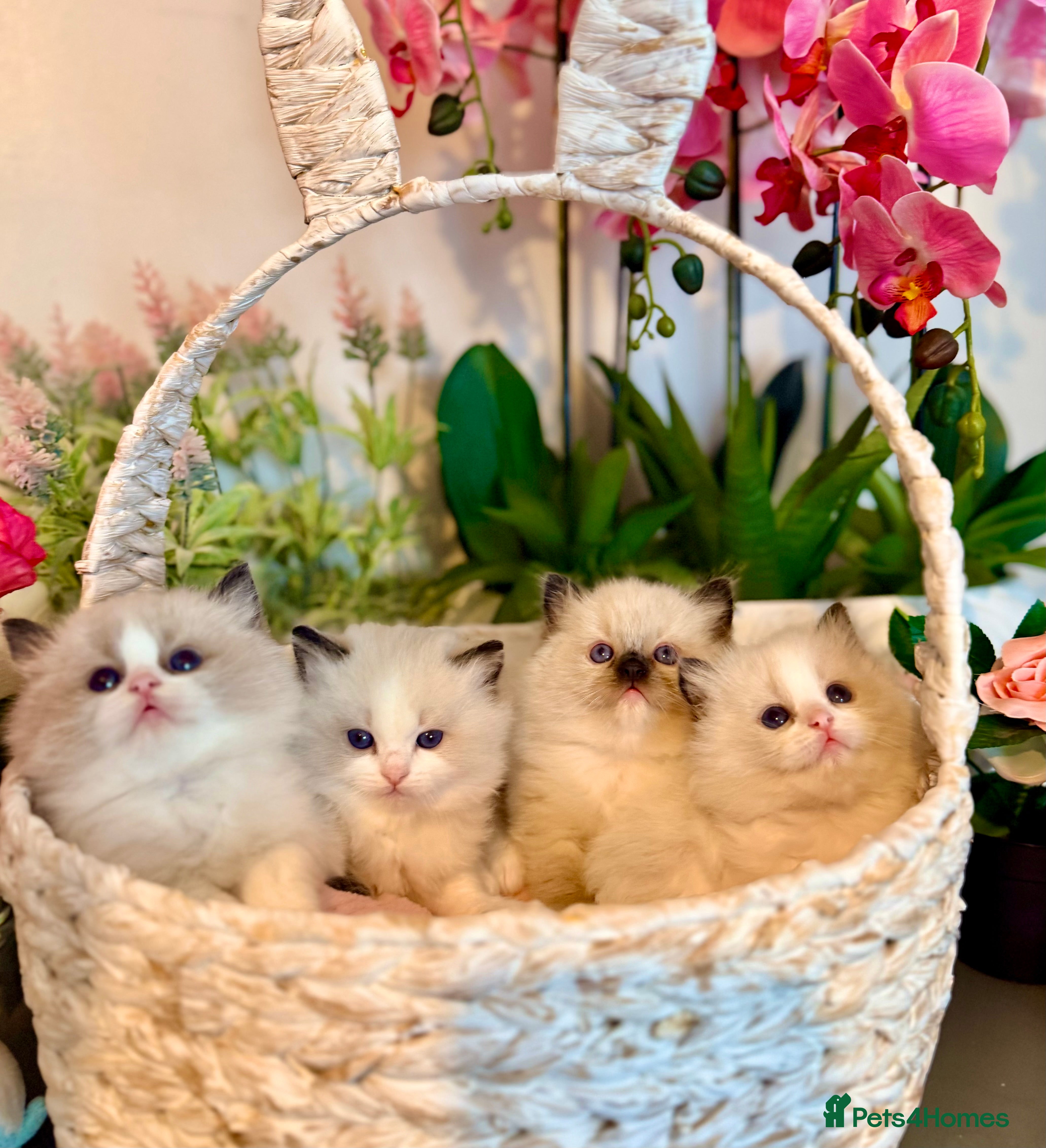 Ragdoll cats 🩷✨🏅GRAND CHAMP LINE TOP QUALITY RAGDOLLS - Advert 4