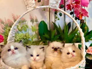 Ragdoll cats 🩷✨🏅GRAND CHAMP LINE TOP QUALITY RAGDOLLS - Advert 4