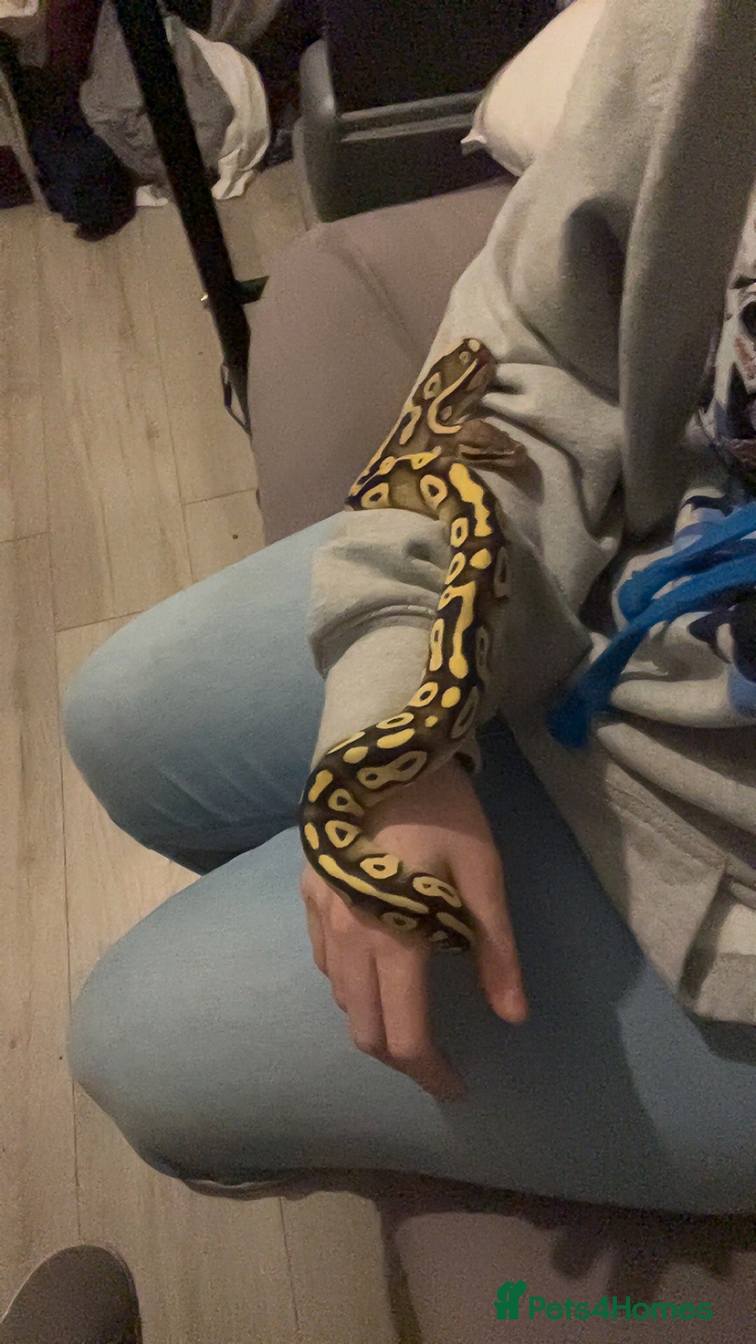 Python Snake reptiles for sale: Ball python looking for new home  - Advert 5