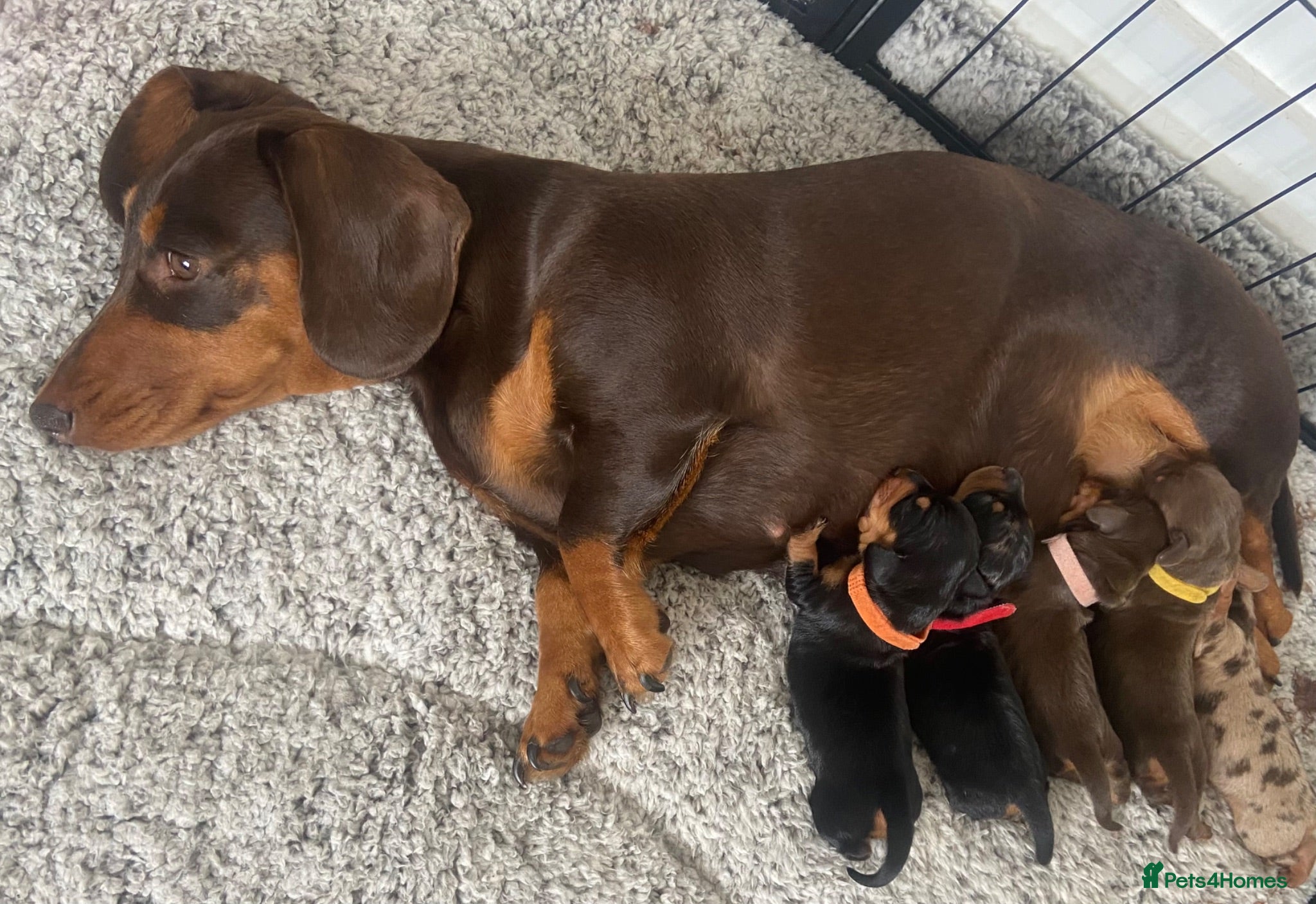Miniature Dachshund dogs Beautiful litter of 5 girls - Advert 13