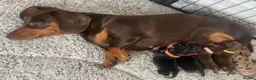 Miniature Dachshund dogs for sale: Beautiful litter of 5 girls - Advert 1