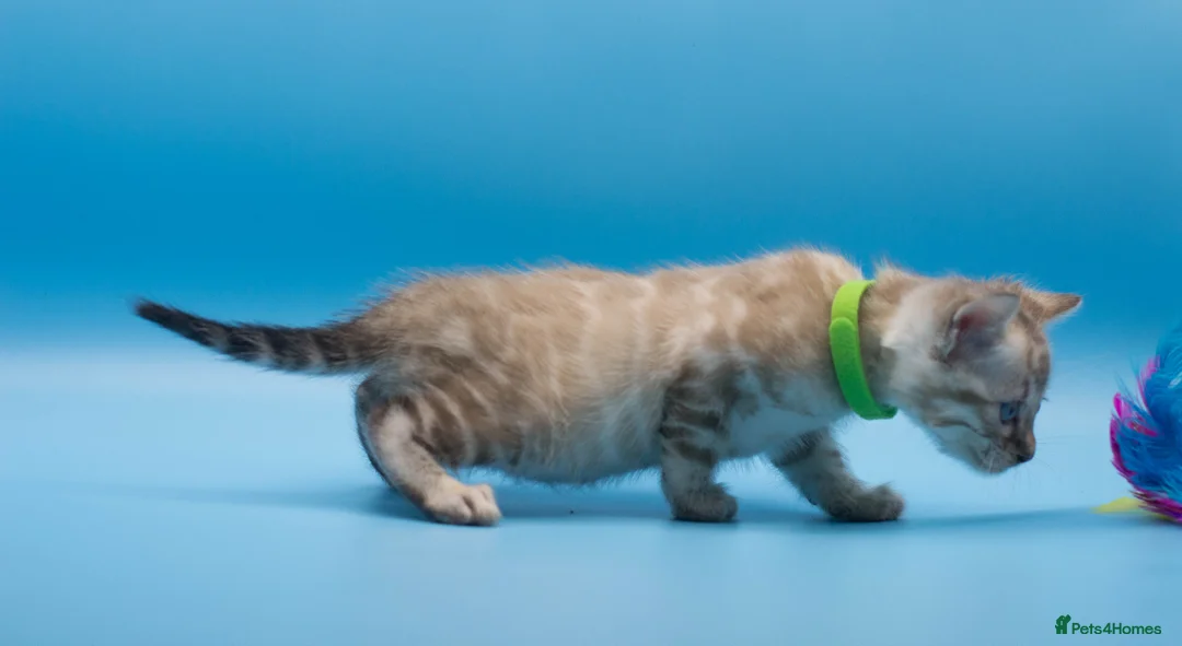 Bengal cats for sale: TICA Registered Bengal Kittens – Truly Magnificent - Advert 37