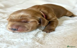Cocker Spaniel dogs for sale: KC Reg Fully Health Tested Showline Cocker Spaniel - Image 34