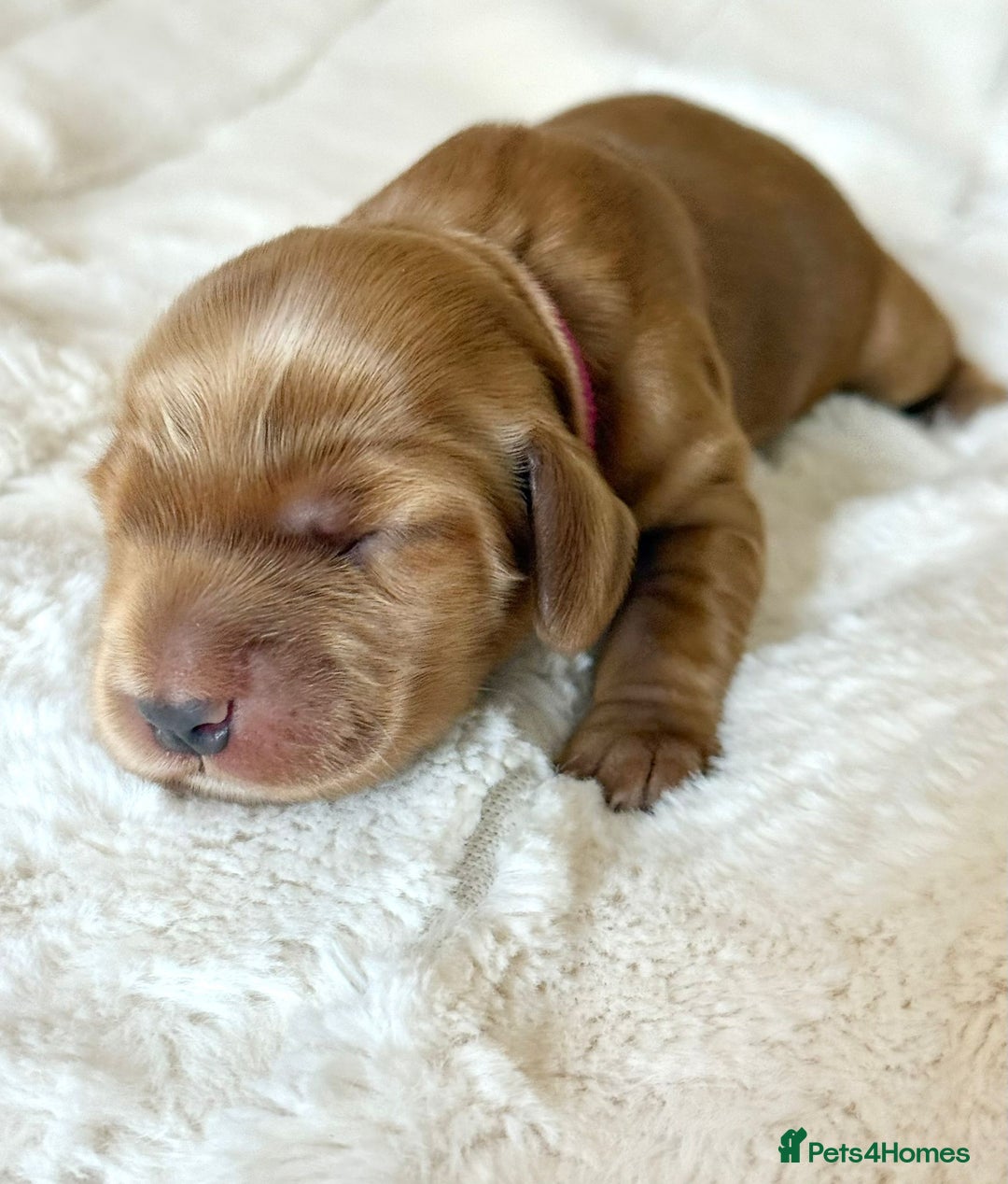 Cocker Spaniel dogs for sale: KC Reg Fully Health Tested Showline Cocker Spaniel - Image 34