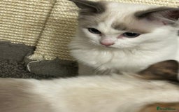 Ragdoll cats for sale: Beautiful Ragdoll Kittens  - Image 8