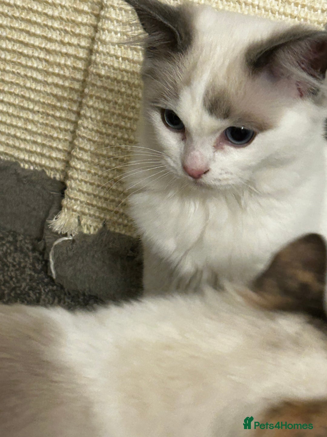 Ragdoll cats for sale: Beautiful Ragdoll Kittens  - Image 8