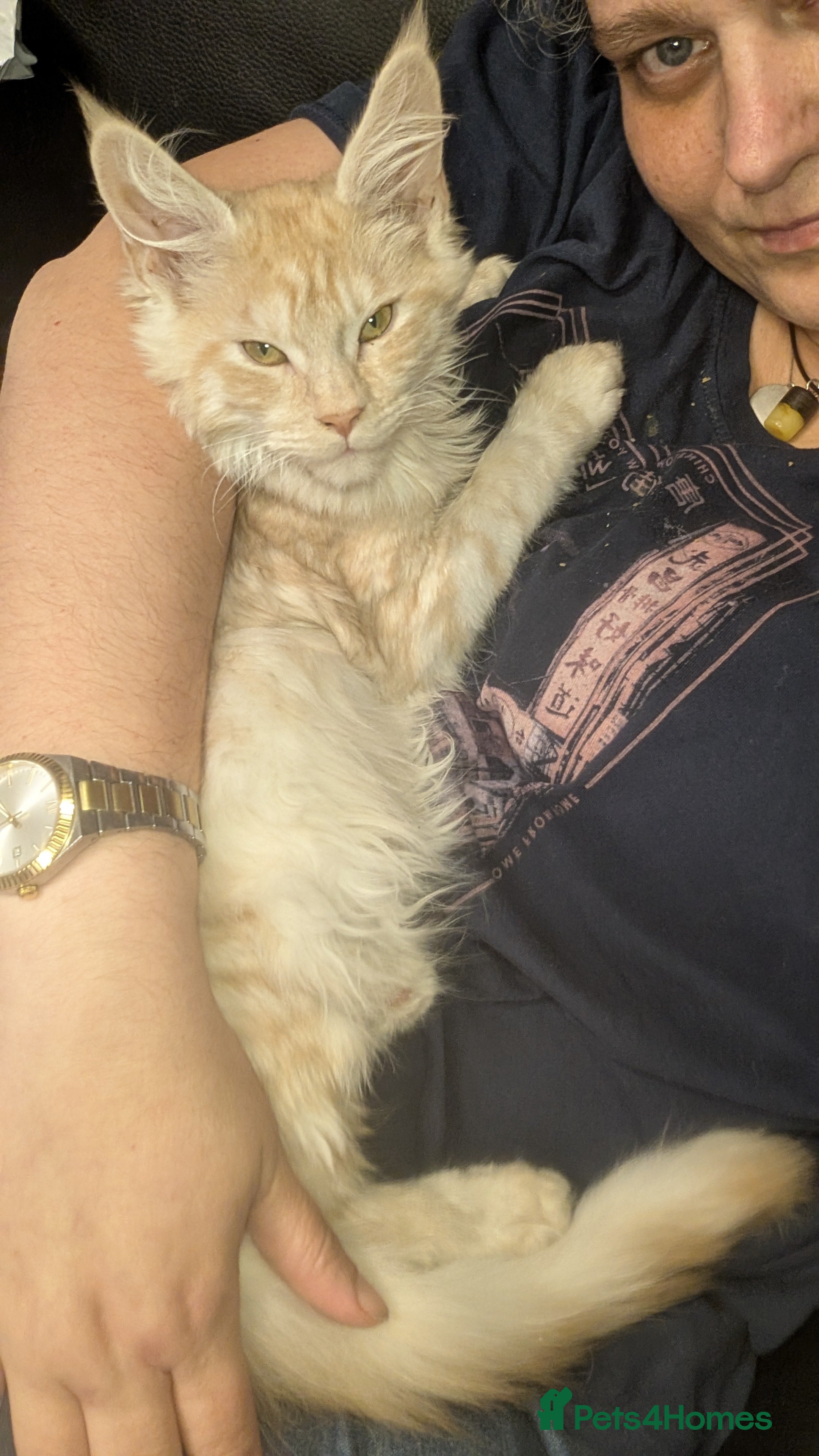 Maine Coon cats Pedigree, Tica registered kittens - Advert 4