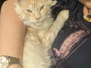 Maine Coon cats Pedigree, Tica registered kittens - Advert 2