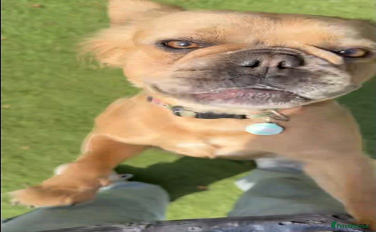 French Bulldog dogs - Advert 11