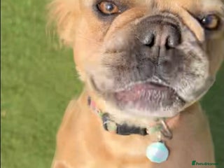 French Bulldog dogs - Advert 5