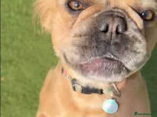 French Bulldog dogs Visual Fluffy Frenchie KC - Advert 19