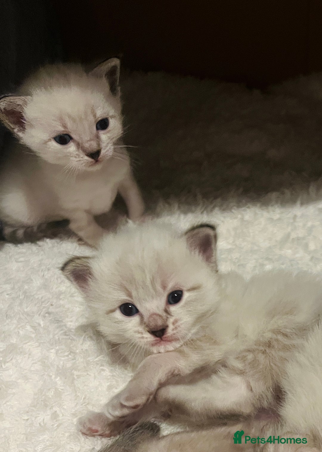 Ragdoll cats for sale: Ragdoll-mix Kittens – Ready 7th March (1 Reserved) - Advert 6
