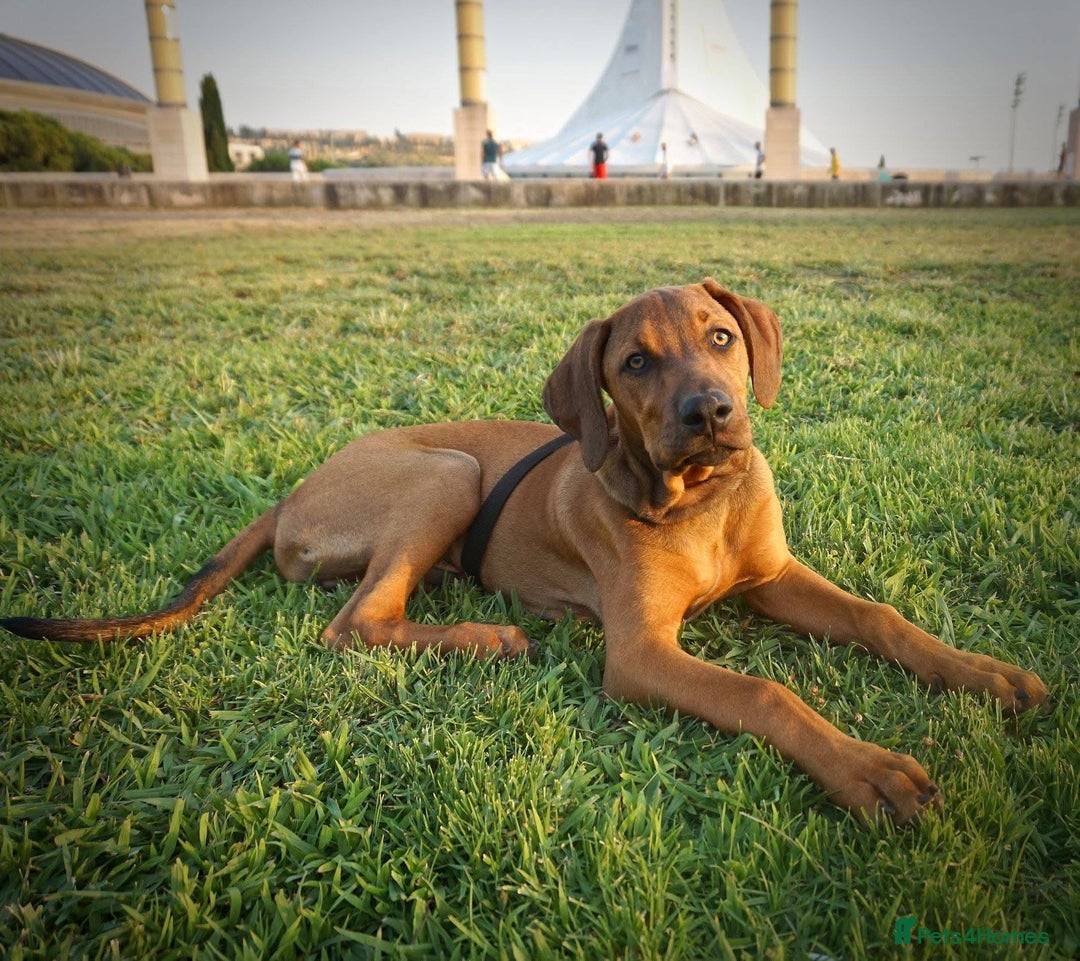 Mixed Breed dogs for sale: Loving home wanted - Image 3