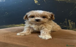 Maltipoo dogs for sale: Gourgeous toy maltipoo puppies❤️ - Image 5