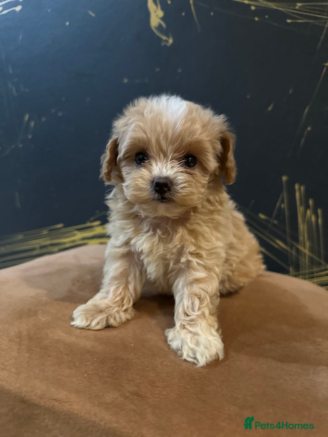 Maltipoo dogs for sale: Gourgeous toy maltipoo puppies❤️ - Image 5