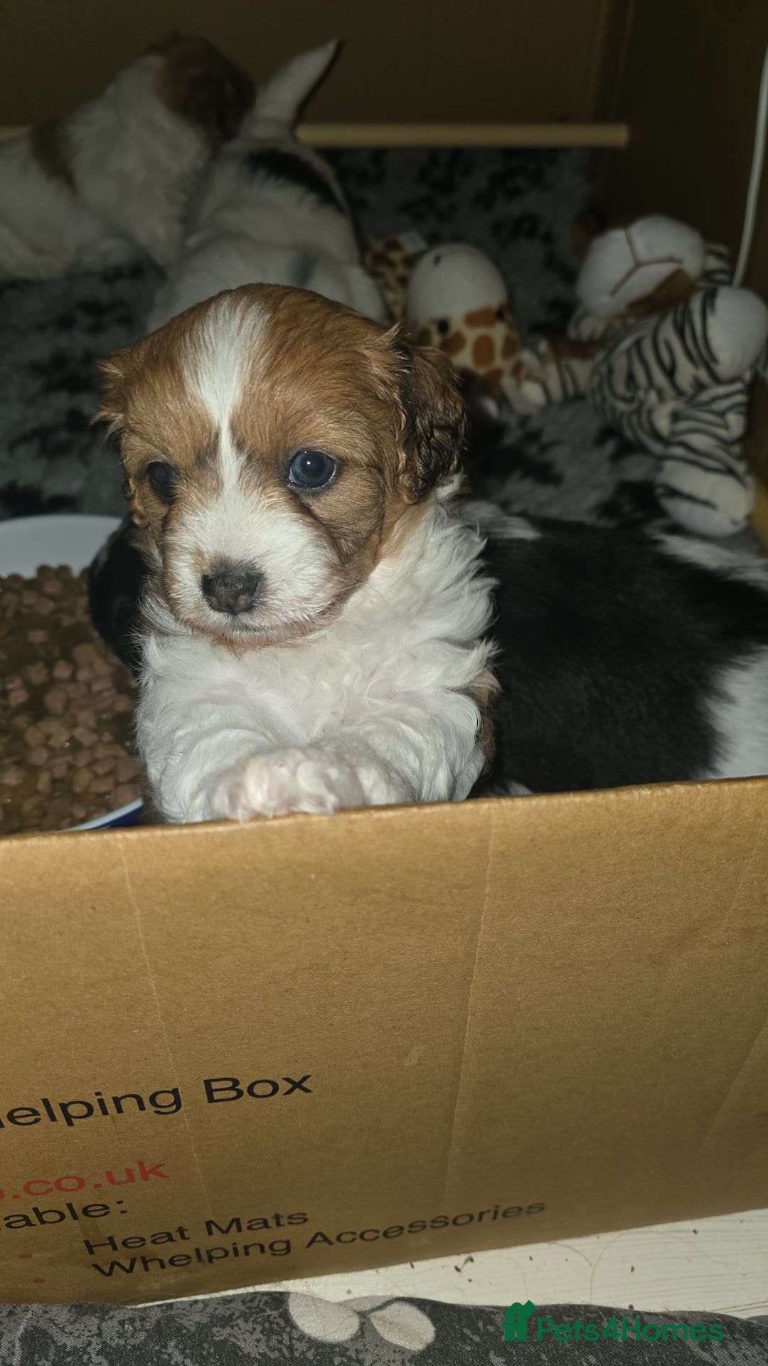 Mixed Breed dogs for sale: Beautiful litter of pomshis  - Advert 7
