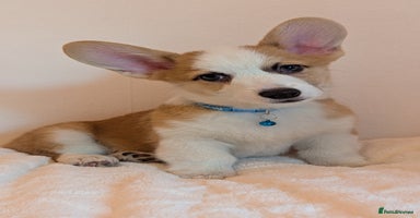 Welsh Corgi Pembroke dogs - Advert 2