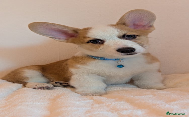 Welsh Corgi Pembroke dogs - Advert 1