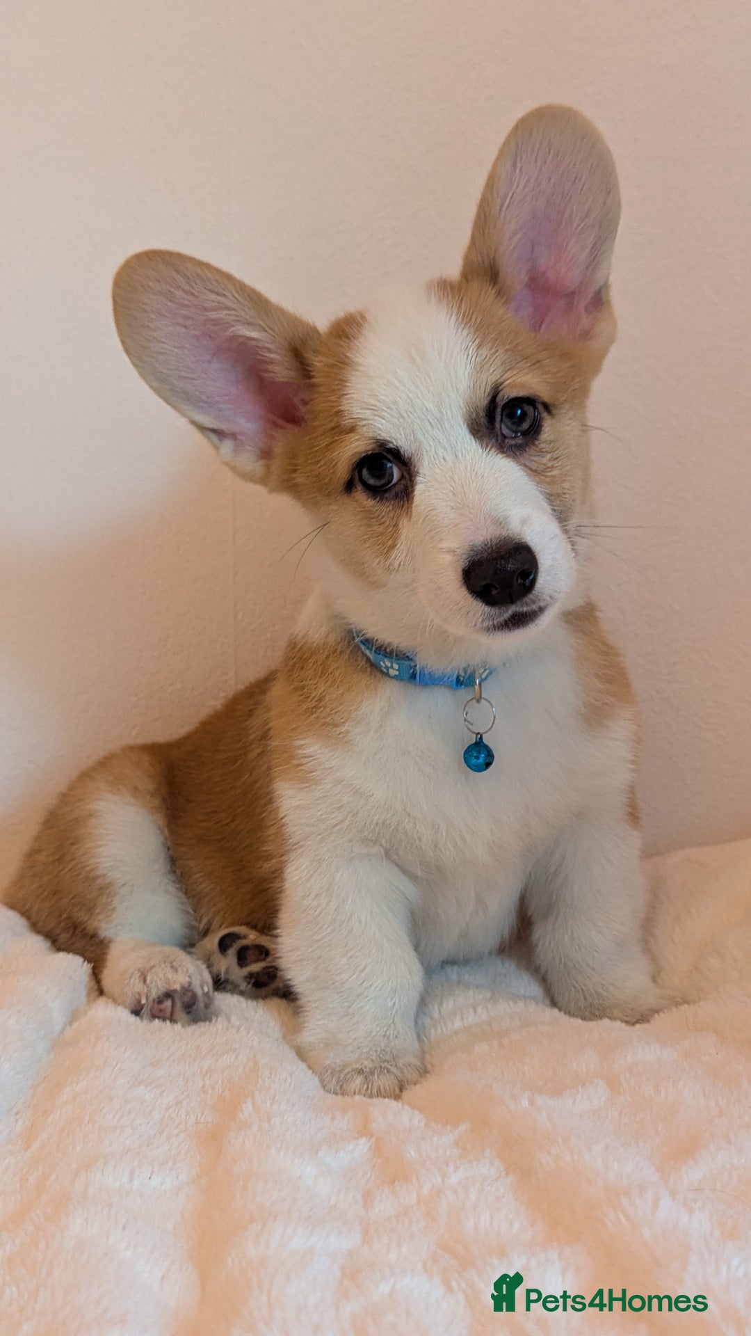 Welsh Corgi Pembroke dogs for sale: Champion line corgi puppies health tested parents  - Image 5