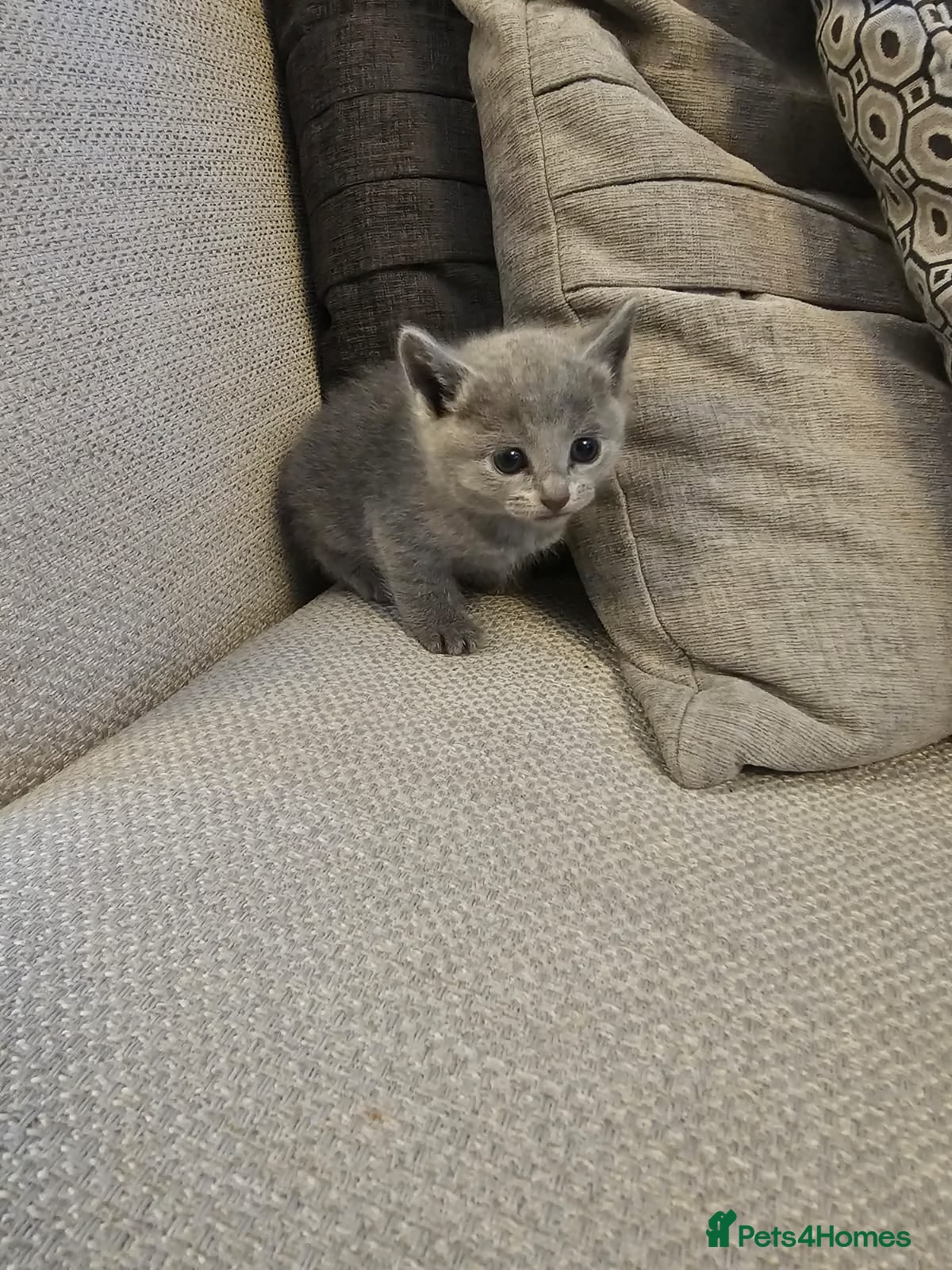 Russian Blue cats Russian Blue Kittens for Sale - Advert 2