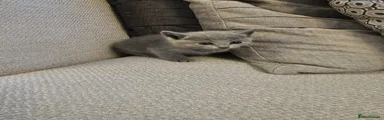 Russian Blue Kitten 1