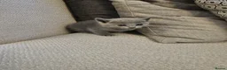 Russian Blue cats for sale: Russian Blue Kittens for Sale - Advert 2