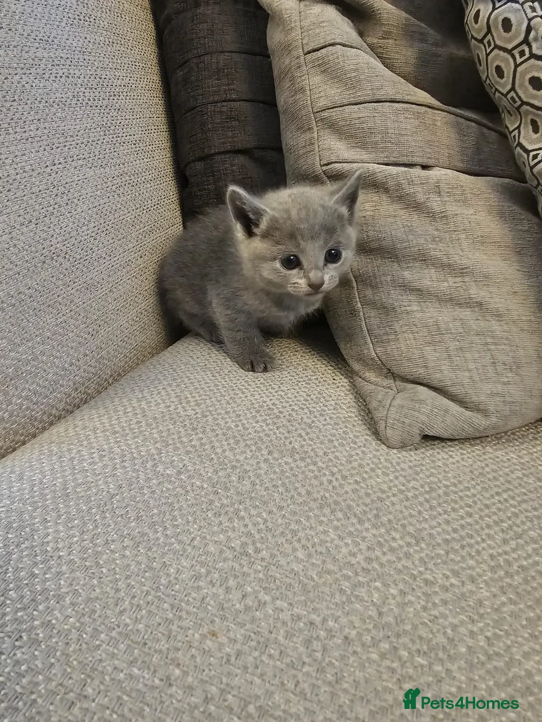 Russian Blue cats for sale: Russian Blue Kittens for Sale - Advert 2