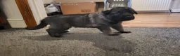 German Shepherd dogs for sale: German Shepherd pups Straight back KC registered - Advert 30