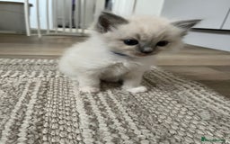 Ragdoll cats for sale: Stunning Bluepoint Ragdoll kittens!  - Image 23
