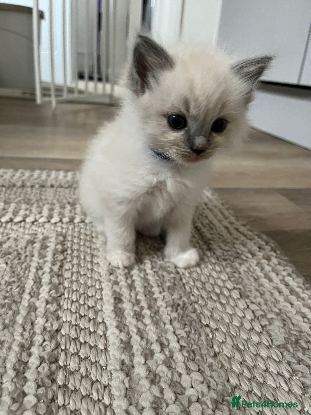 Ragdoll cats for sale: Stunning Bluepoint Ragdoll kittens!  - Image 23