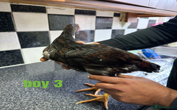 Chickens poultry for sale: shamo chickens🐓 - Image 6