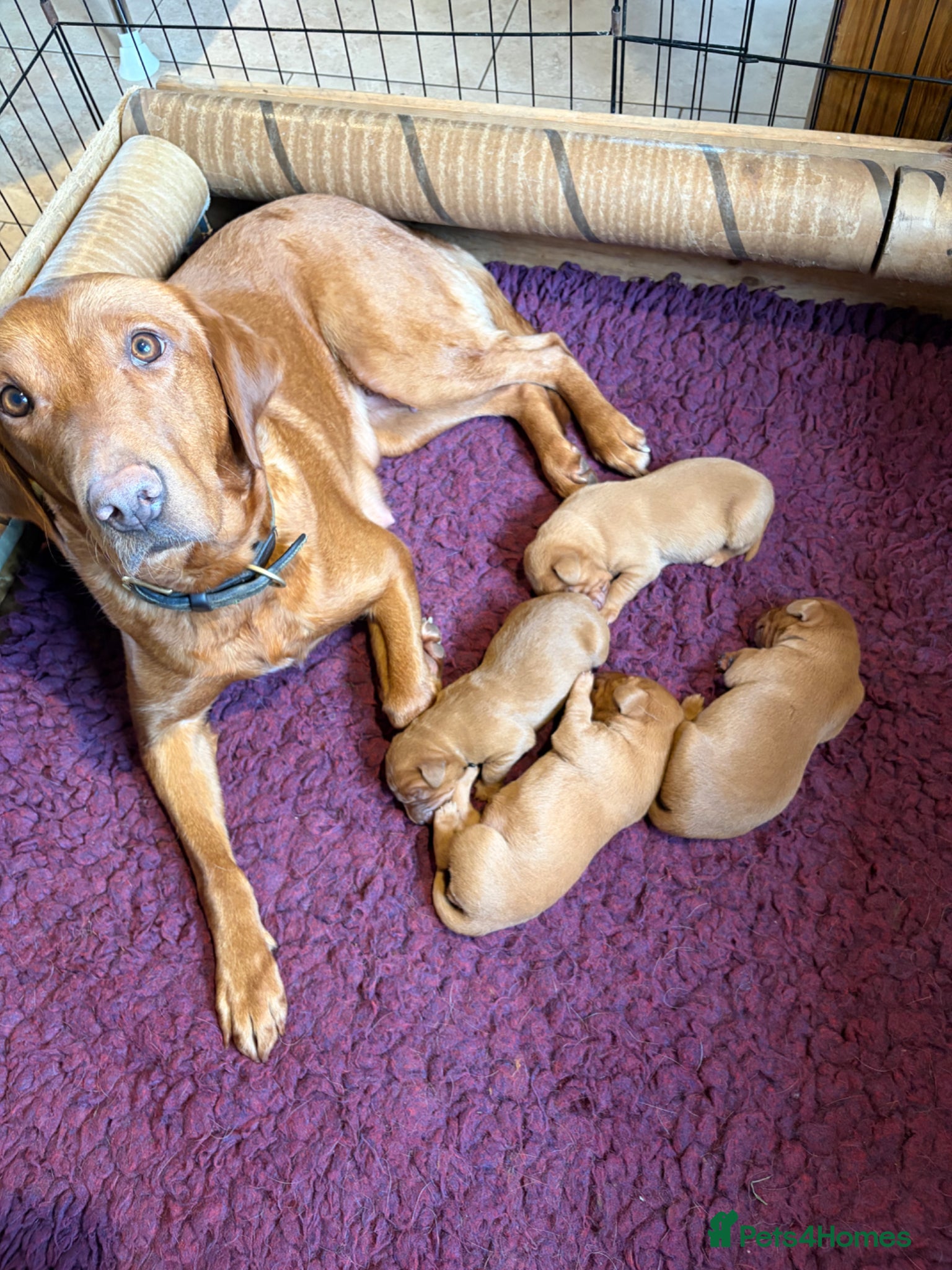 Labrador Retriever dogs Health Tested Fox Red Labrador Puppies - Advert 1