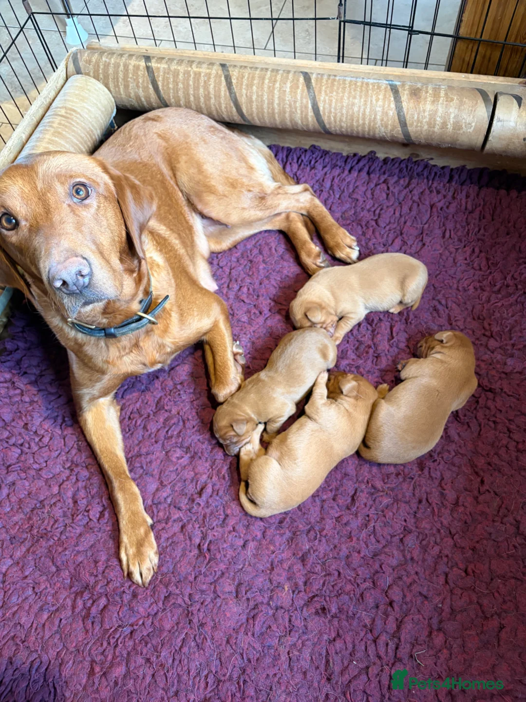 Labrador Retriever dogs for sale: Health Tested Fox Red Labrador Puppies - Advert 1