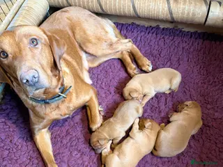 Labrador Retriever dogs for sale: Health Tested Fox Red Labrador Puppies - Advert 1