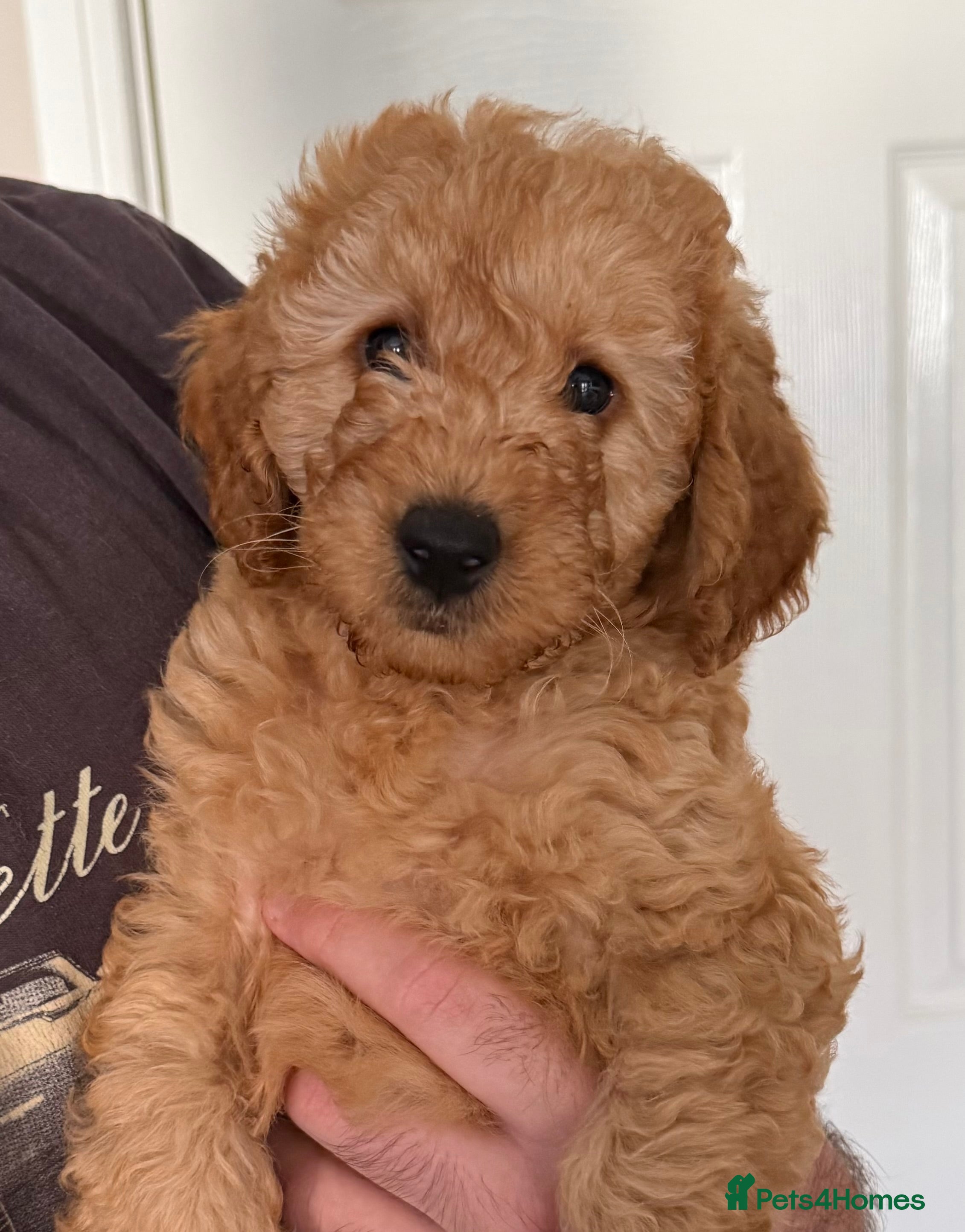 Labradoodle dogs READY TO LEAVE MONDAY F1BB Labradoodle Puppies - Advert 2