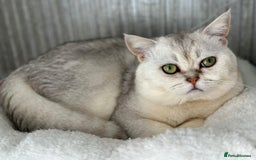 British Shorthair cats for sale: Chunky British shorthair  - Advert 21