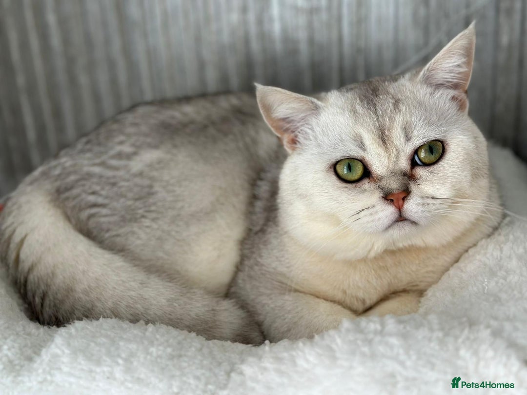 British Shorthair cats for sale: Chunky British shorthair  - Advert 21