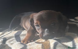 Mixed Breed dogs for sale: Patterdale X cocker spaniel  - Image 7