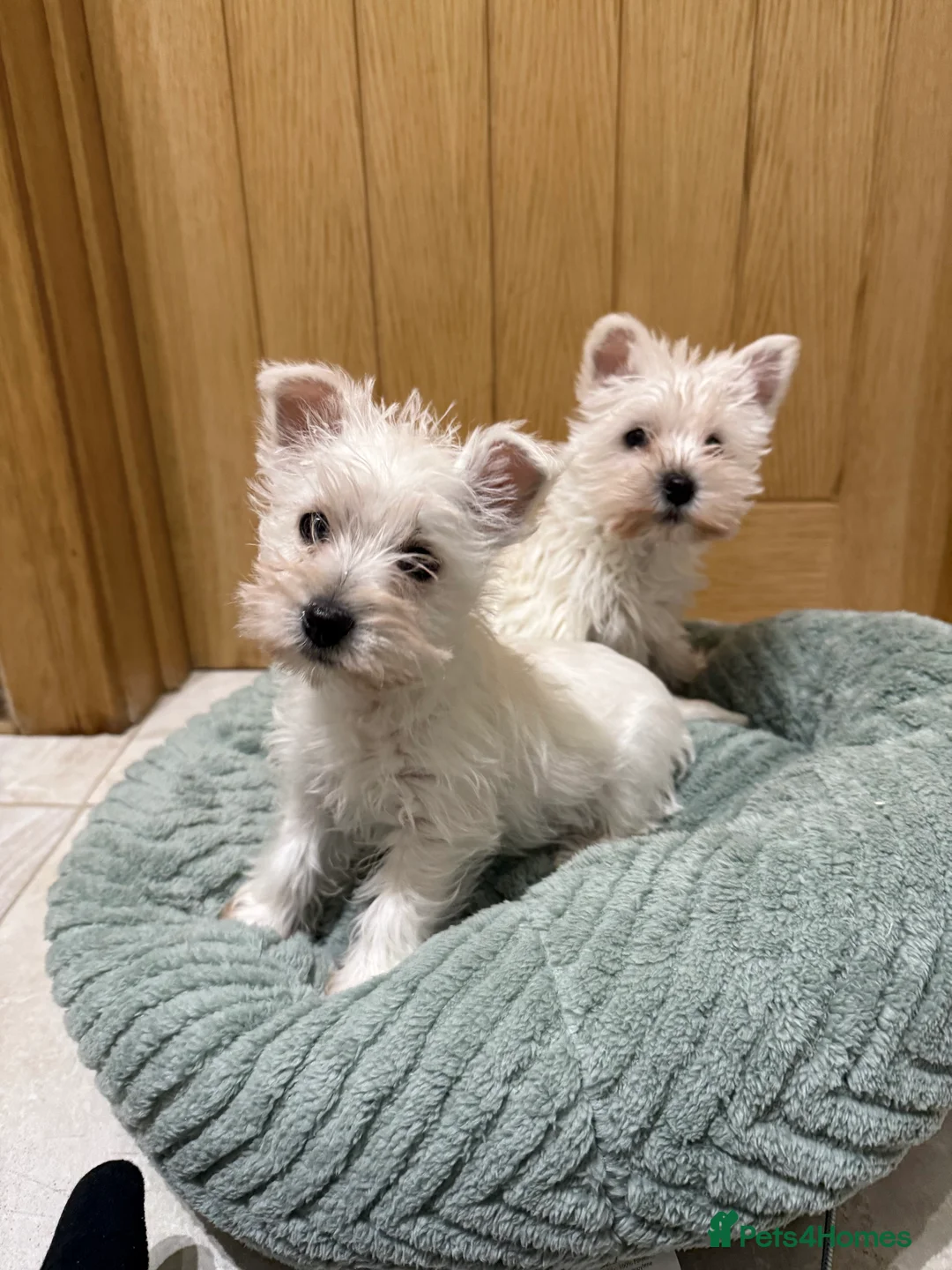 West Highland Terrier dogs for sale: Westies  - Advert 1