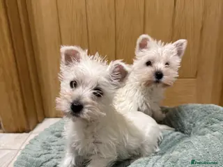 West Highland Terrier dogs Westies - Advert 2