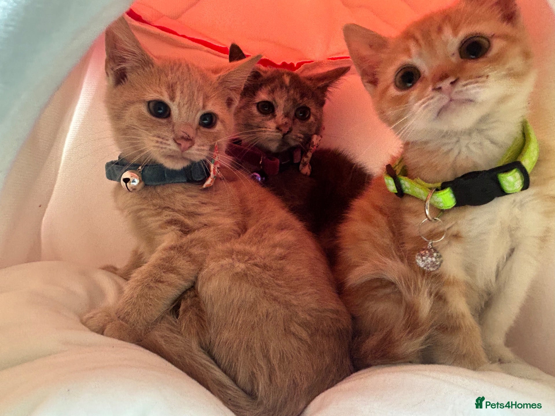 British Shorthair cats Beautiful Unusual Kittens for sale - Advert 1