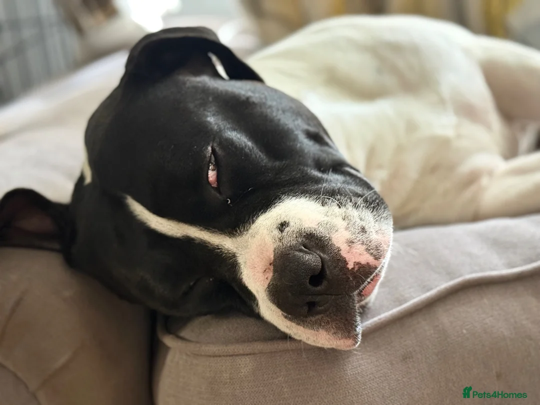 Mixed Breed dogs for sale: American bull dog x staffy  in Rochester - Advert 1