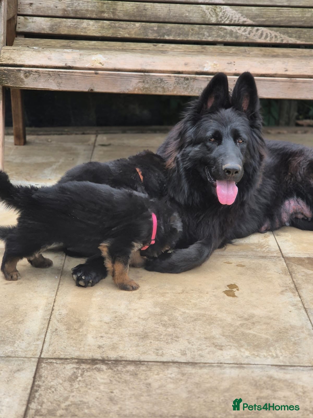 German Shepherd dogs KC registered DM clear German shepherds  - Advert 1