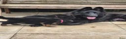 German Shepherd dogs for sale: KC registered DM clear German shepherds  - Advert 2