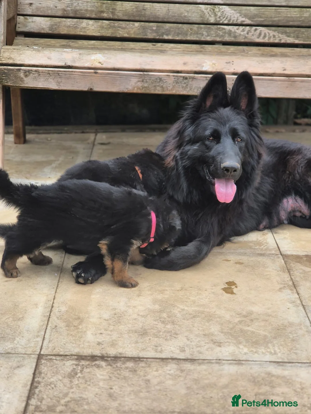 German Shepherd dogs for sale: KC registered DM clear German shepherds  - Advert 2